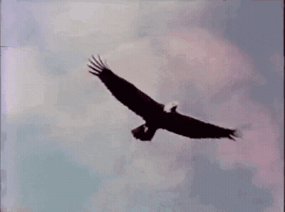 Bald Eagle Flying Through Clouds GIF