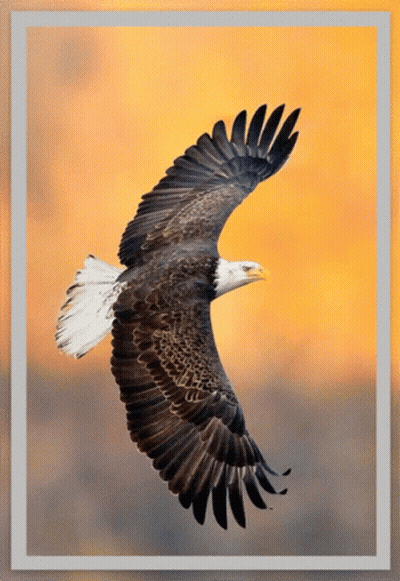 Bald Eagle Flying With Wings Outstretched GIF