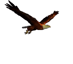 Bald Eagle Flying With Wings Spread Sticker