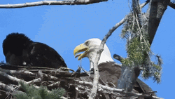 Bald Eagle Guarding Nest GIF