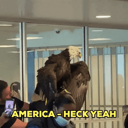 Bald Eagle Heck Yeah GIF
