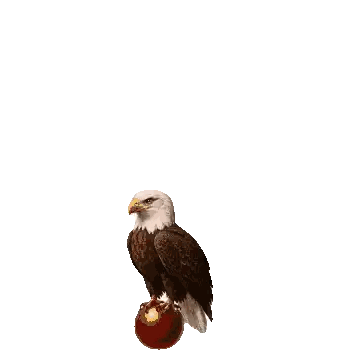 Bald Eagle Holding Red Basketball Sticker