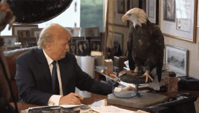 Bald Eagle Next To Donald Trump GIF
