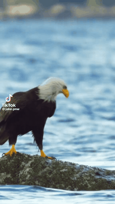 Bald Eagle On Rock In Water GIF