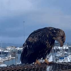 Bald Eagle Perched On A Net GIF