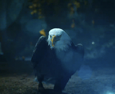 Bald Eagle Standing GIF