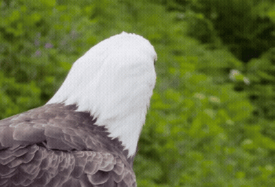 Bald Eagle Standing In Forest GIF