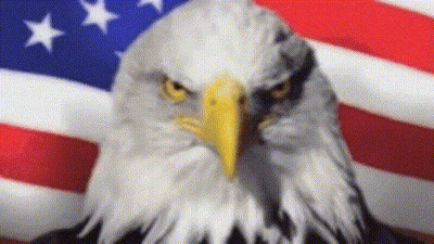 Bald Eagle Standing In Front Of Flag GIF