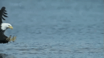 Bald Eagle Standing In Water With Wings Outstretched GIF