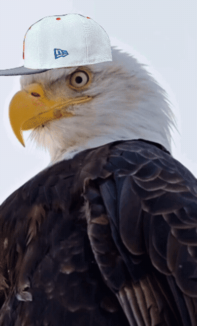 Bald Eagle Wearing New Era Hat GIF
