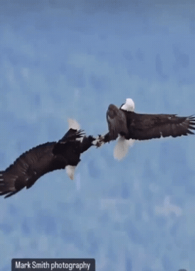 Bald Eagle Wings Outstretched In Water GIF