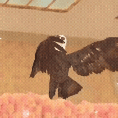 Bald Eagle Wings Outstretched On Flowers GIF
