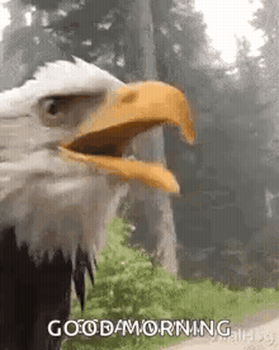 Bald Eagle With Beak Open In Woods GIF