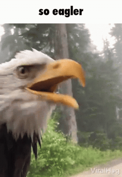Bald Eagle With Beak Wide Open GIF