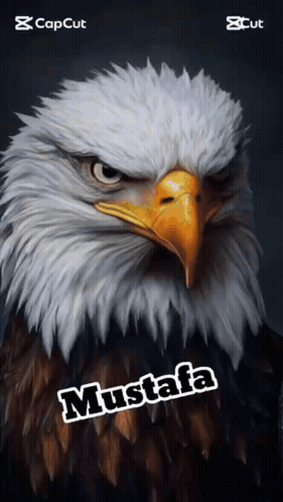 Bald Eagle With Mustafa GIF