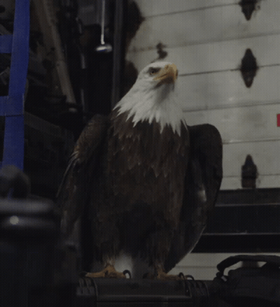 Bald Eagle With Wings Outstretched GIF
