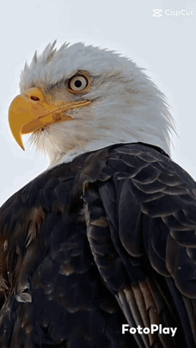 Bald Eagle With Yellow Beak And Fotoplay GIF