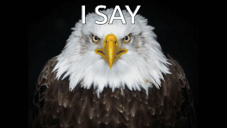 Bald Eagle With Yellow Beak Saying I Say Above GIF
