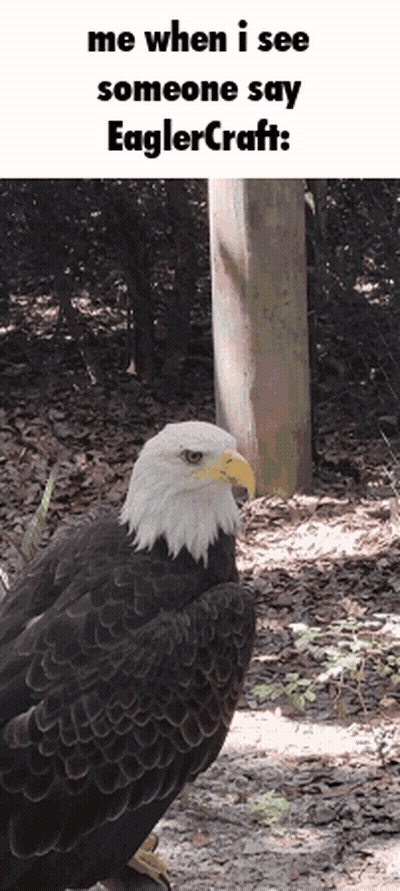 Bald Eagle With Yellow Beak Standing Near Tree GIF