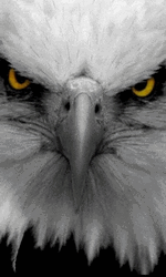 Bald Eagle Yellowish Eyes GIF