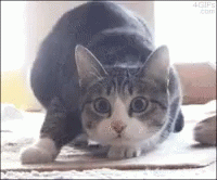Bald Man Imitate Cat Twerking Among Us Meme GIF