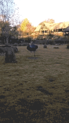 Ballerina Inspired Ostrich Perfected Its Spin GIF