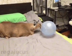 Balloon Deflating GIF
