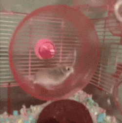 Balthazar Hamster GIF