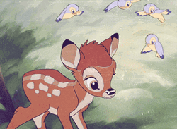 Bambi Annoyed At Birds