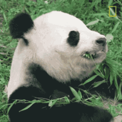 Bamboo Chewing Panda