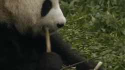 Bamboo Eating Panda Relax