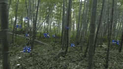 Bamboo Forest Technology GIF