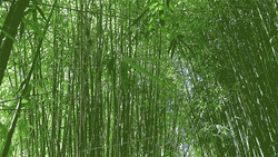 Bamboo Green Forest