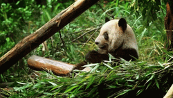Bamboo Leaves Panda