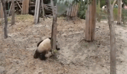 Bamboo Panda Falling