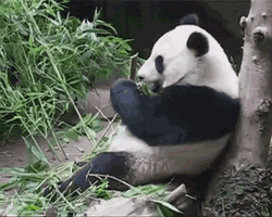 Bamboo Panda Meal