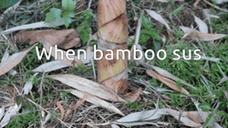Bamboo Shoot
