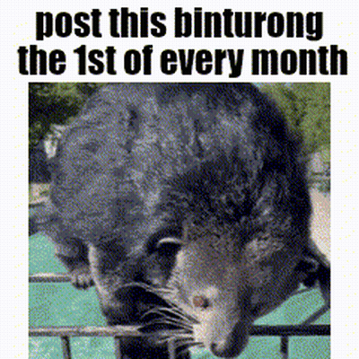 Bamboo Shrew Post This Binturong The 1St Of Every Month GIF