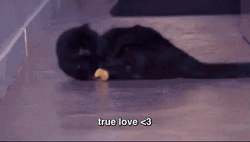 Banana Cat Meme Bubbly Playing GIF