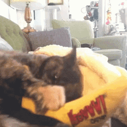 Banana Cat Meme Full Of Aggression Playing GIF