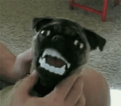 Bandaged Pug Dog Held By Person GIF