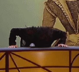 Bang Head On Desk GIF