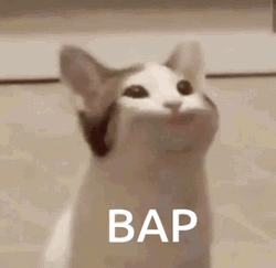 Bap Beluga Cat GIF