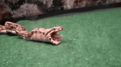 Barf Big Snake Regurgitates Prey GIF