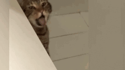 Barf Naughty Cat Throwing Up GIF