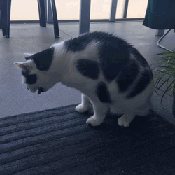 Barf Sick Chubby Cat GIF