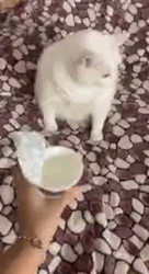 Barf White Cat Throwing Up GIF