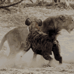 Bark Hyena Lion GIF