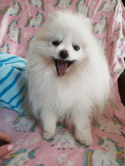 Barkie Yawning Pomeranian Cute Dogs GIF