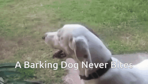 Barking Dog That Never Bites Yawning In Grass GIF